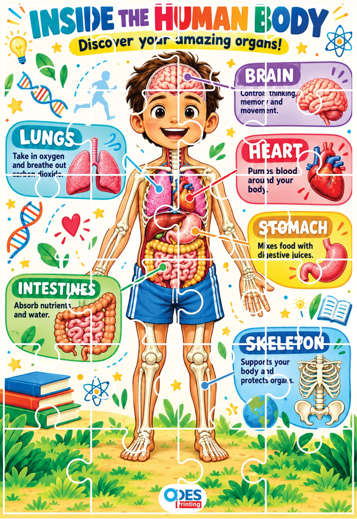 Jigsaw Puzzle - Human Organs (Age 4+) A4 Size