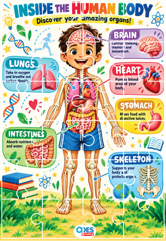 Jigsaw Puzzle - Human Organs (Age 4+) A4 Size